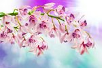 梦幻粉色兰花绽放