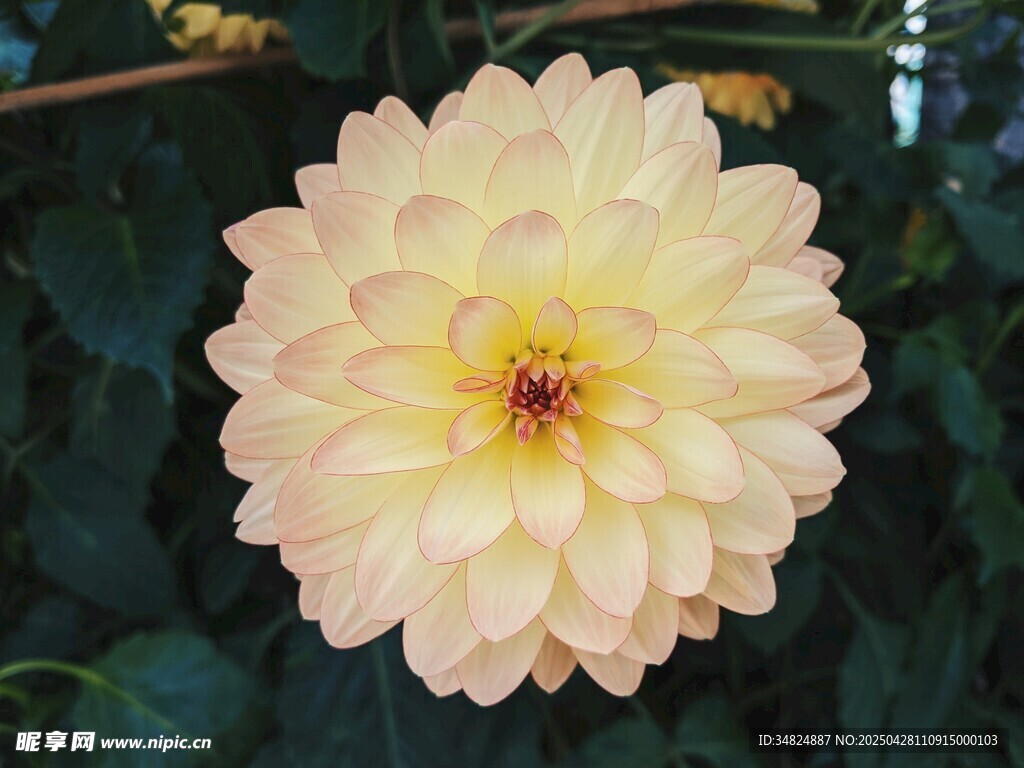 淡黄色大丽花特写
