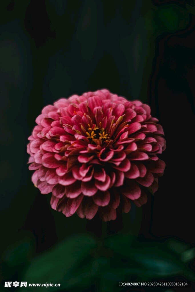 娇艳大丽花特写