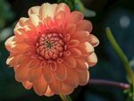 橙色大丽花特写