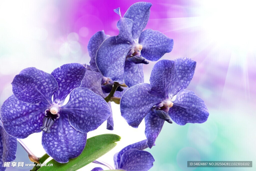 紫色兰花绽放梦幻背景