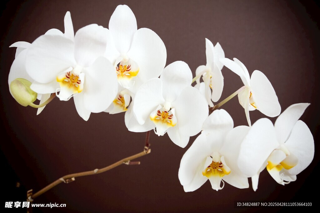 优雅白色兰花特写