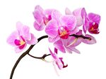 娇艳粉色兰花花枝