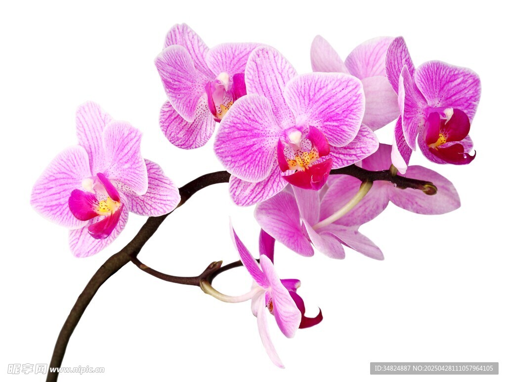 娇艳粉色兰花花枝