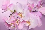 粉色优雅兰花特写
