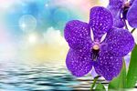 紫色兰花绽放于水畔