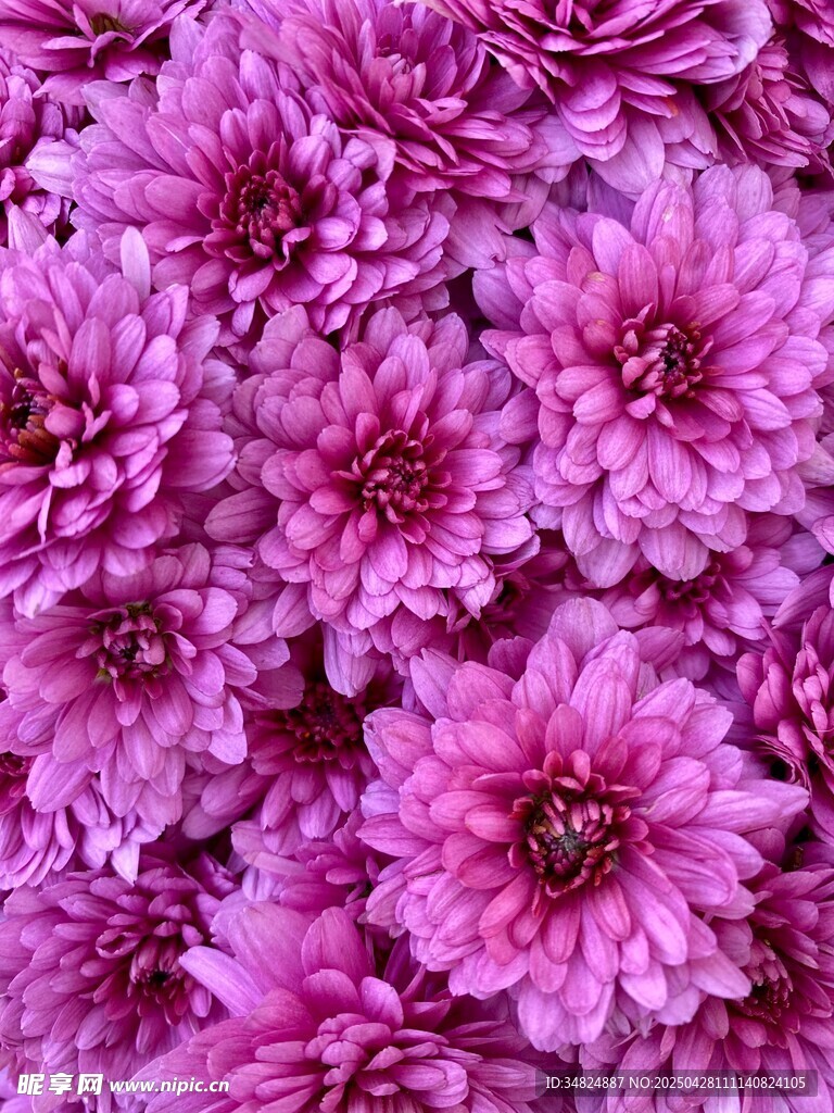 紫菊绽放