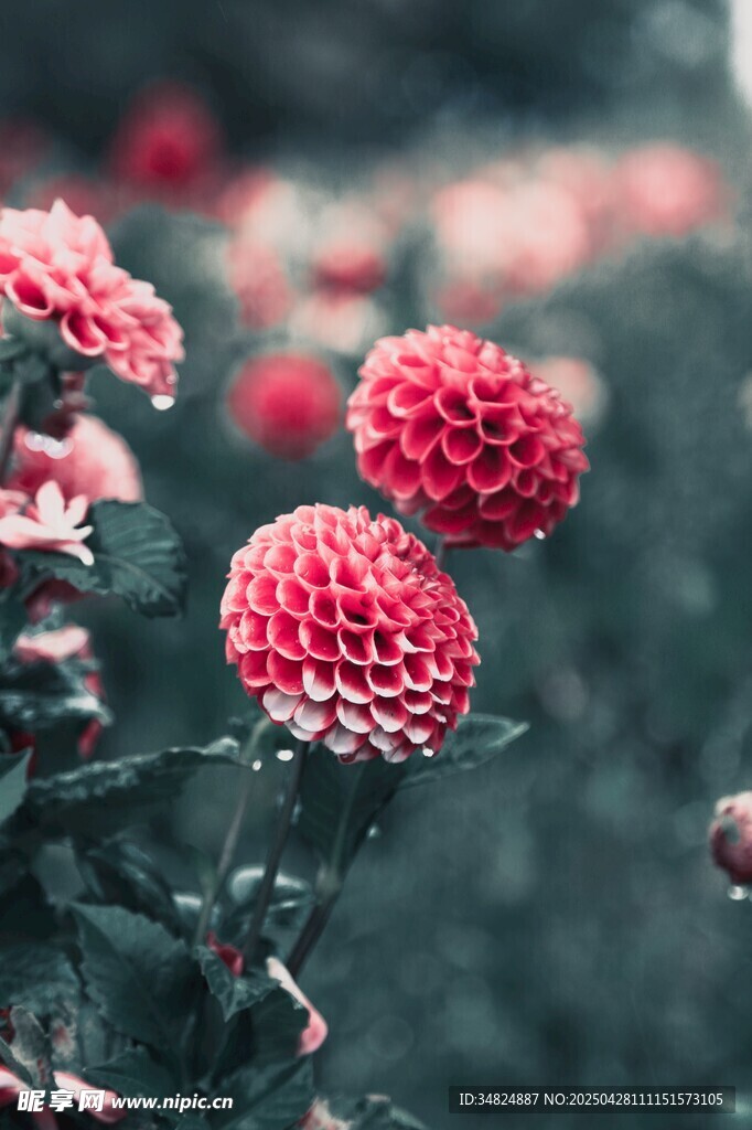 娇艳乒乓菊绽放美景