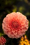 娇艳大丽花绽放瞬间
