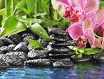兰花生于水边黑石之上