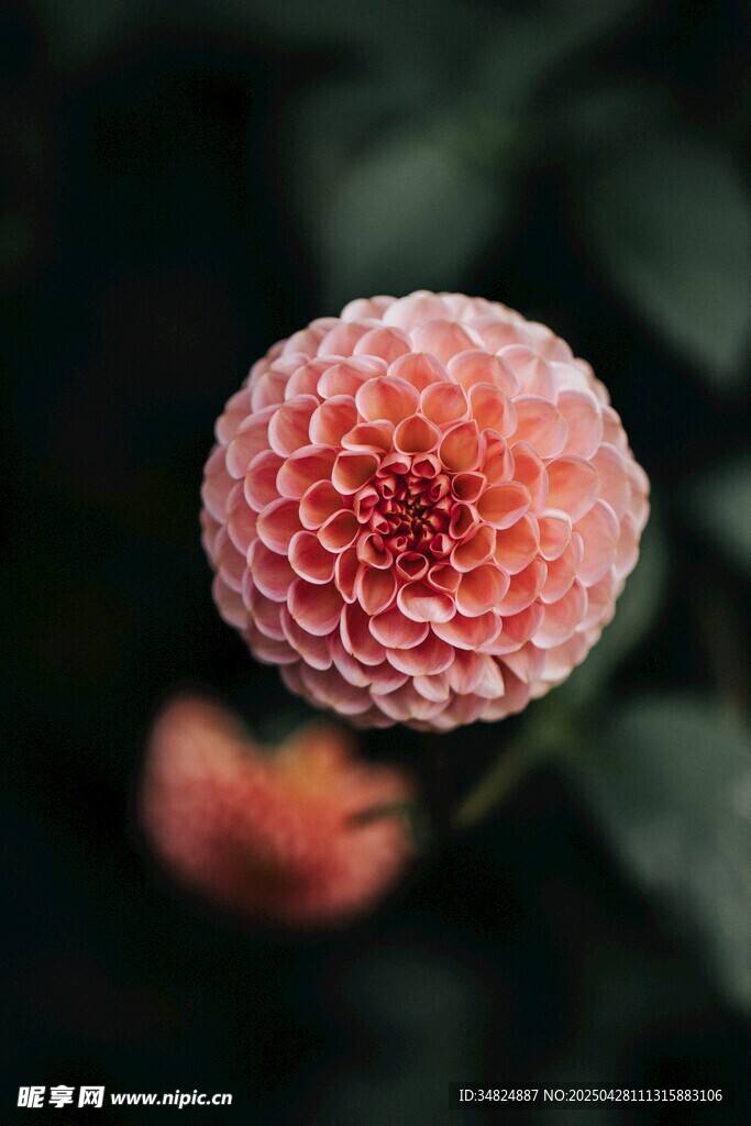粉色大丽花特写