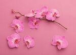 粉色蝴蝶兰花朵特写
