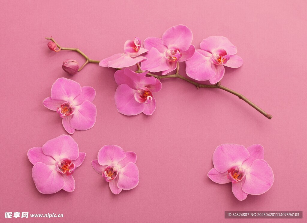 粉色蝴蝶兰花朵特写