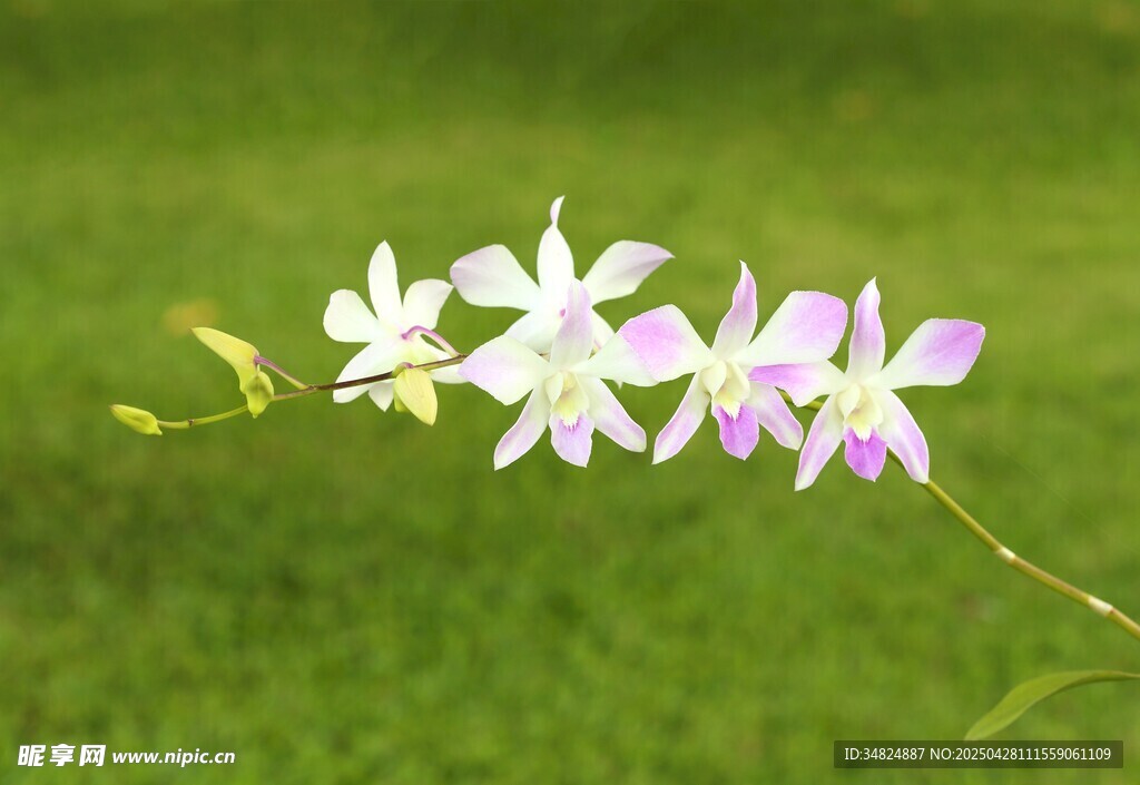 清新白色兰花绽放绿意间