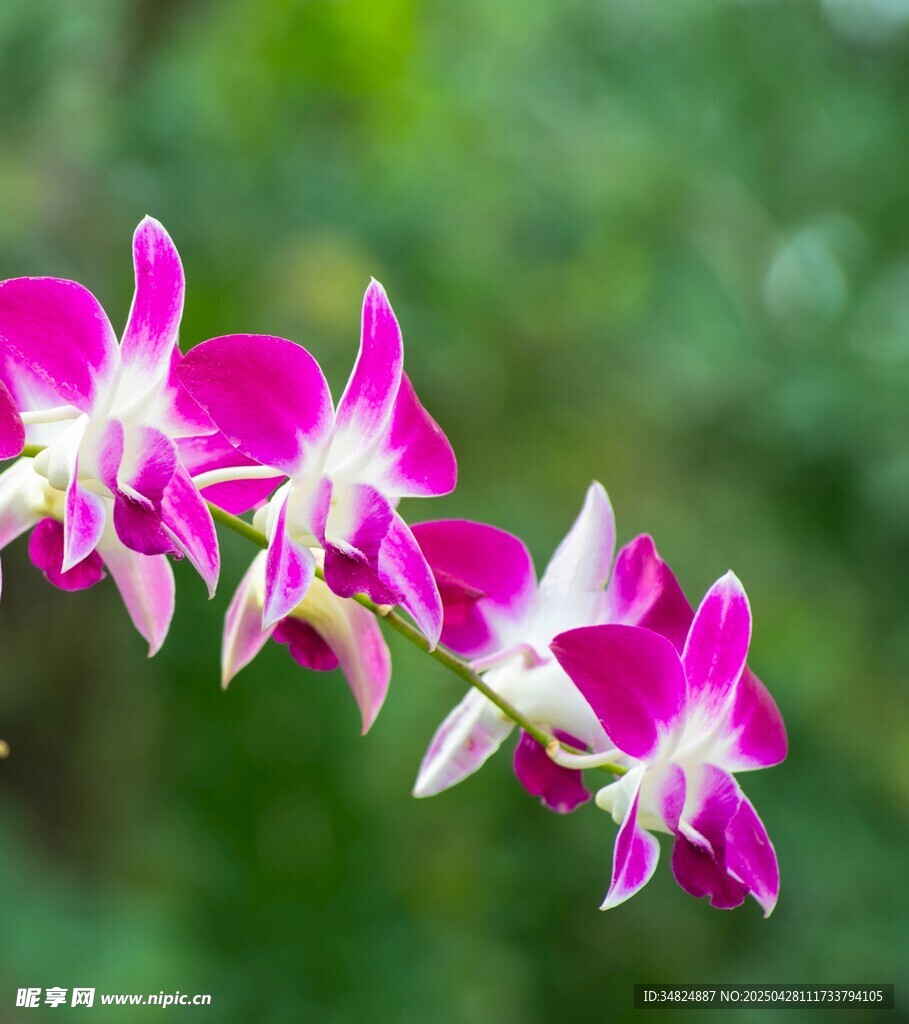娇艳粉色兰花特写