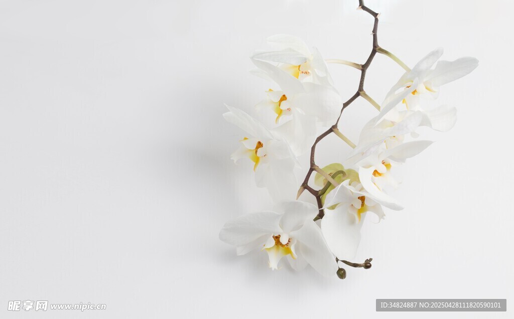 白色兰花枝特写