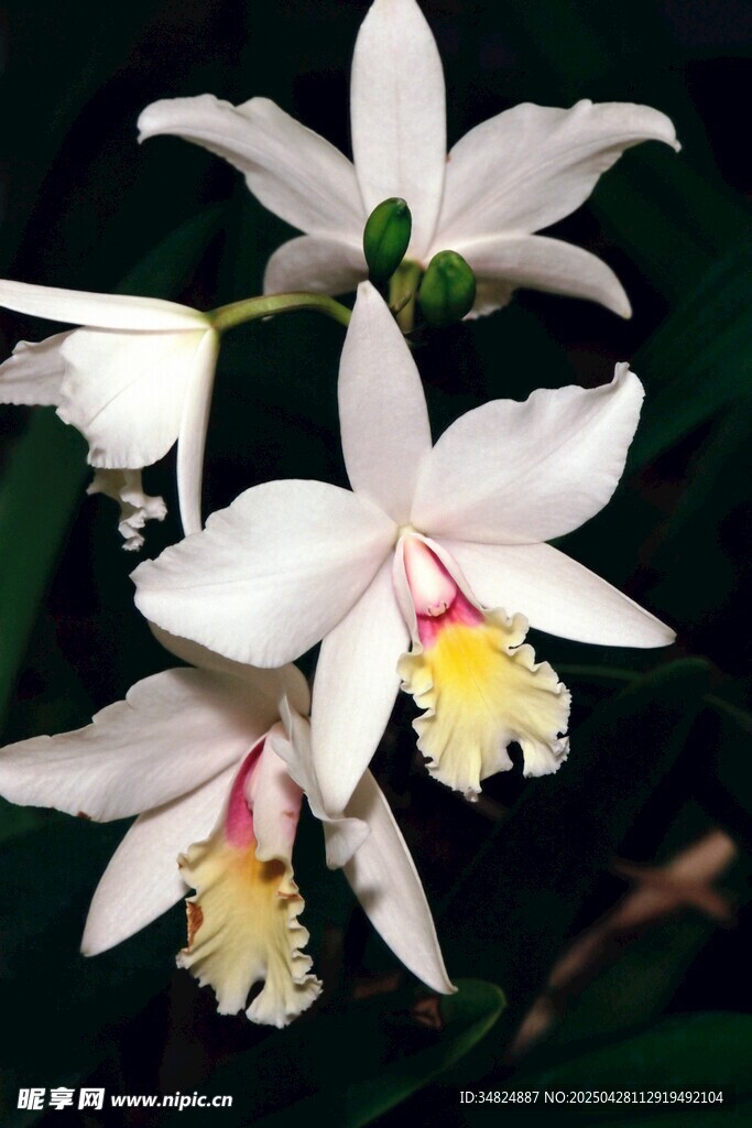优雅白色兰花绽放