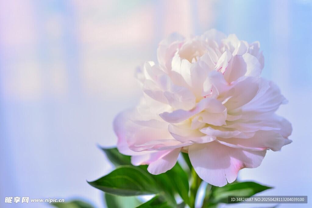 优雅绽放的淡粉色芍药花