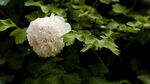 洁白绣球花绽放绿叶间