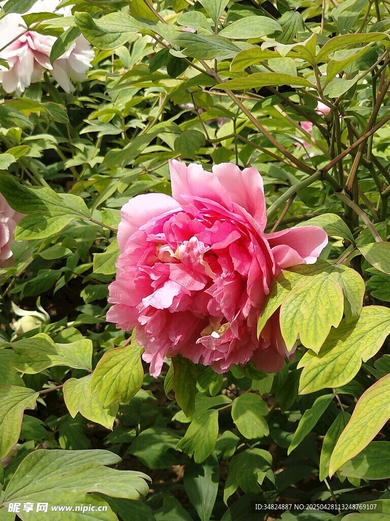 娇艳盛开的粉色牡丹花