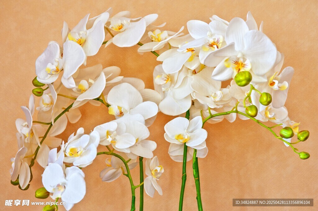 白色蝴蝶兰静物花卉图