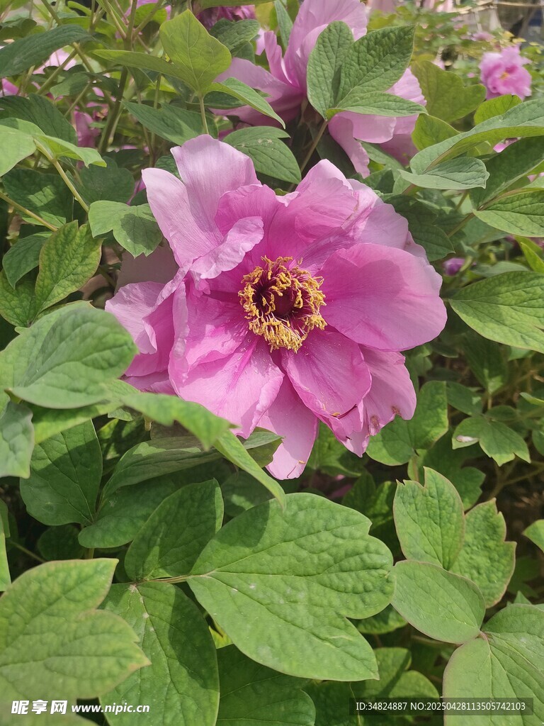 娇艳粉色花朵绽放绿叶间