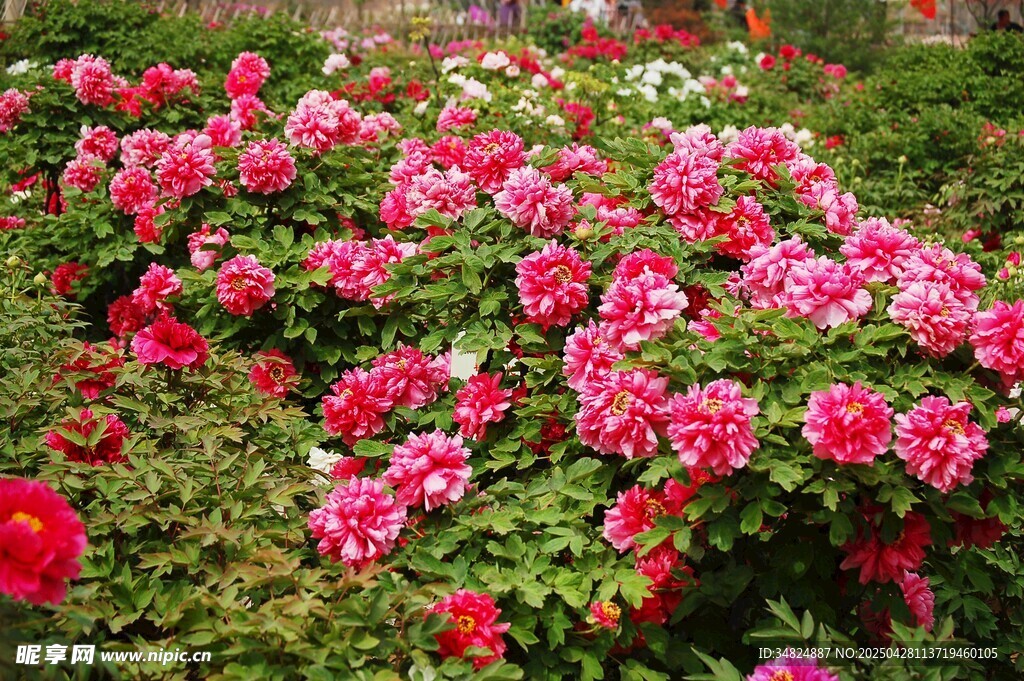 牡丹花花丛