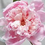 娇艳粉色牡丹花特写