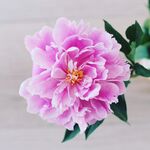 娇艳粉色牡丹花绽放