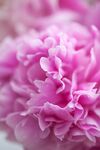 娇艳粉色牡丹花特写