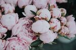 娇艳粉色牡丹花束