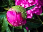 带露芍药花苞