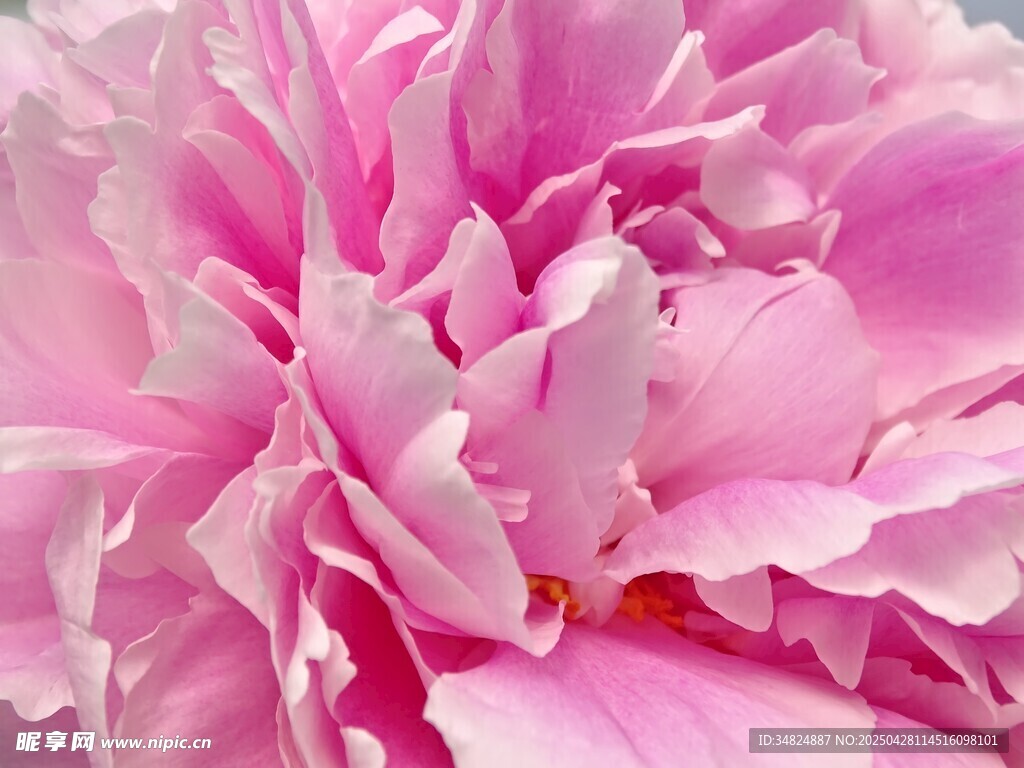 娇艳粉色牡丹花特写