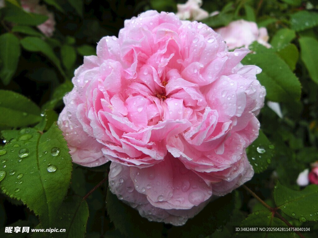 娇艳带露粉色月季花