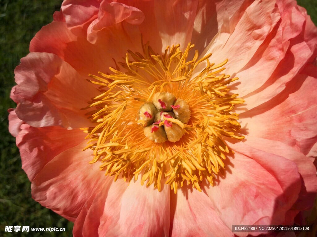 娇艳粉色花朵特写