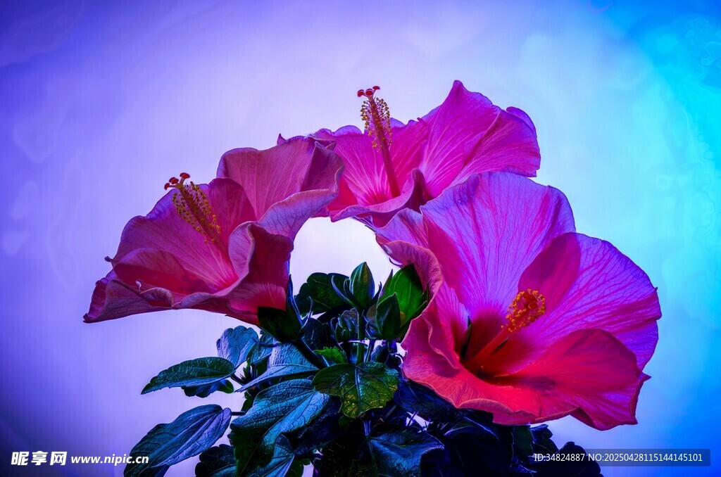 梦幻紫粉花卉特写