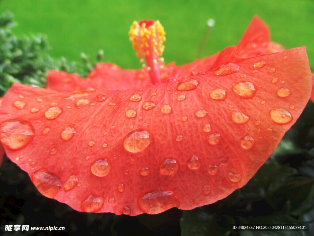 带水珠的红色娇艳花瓣