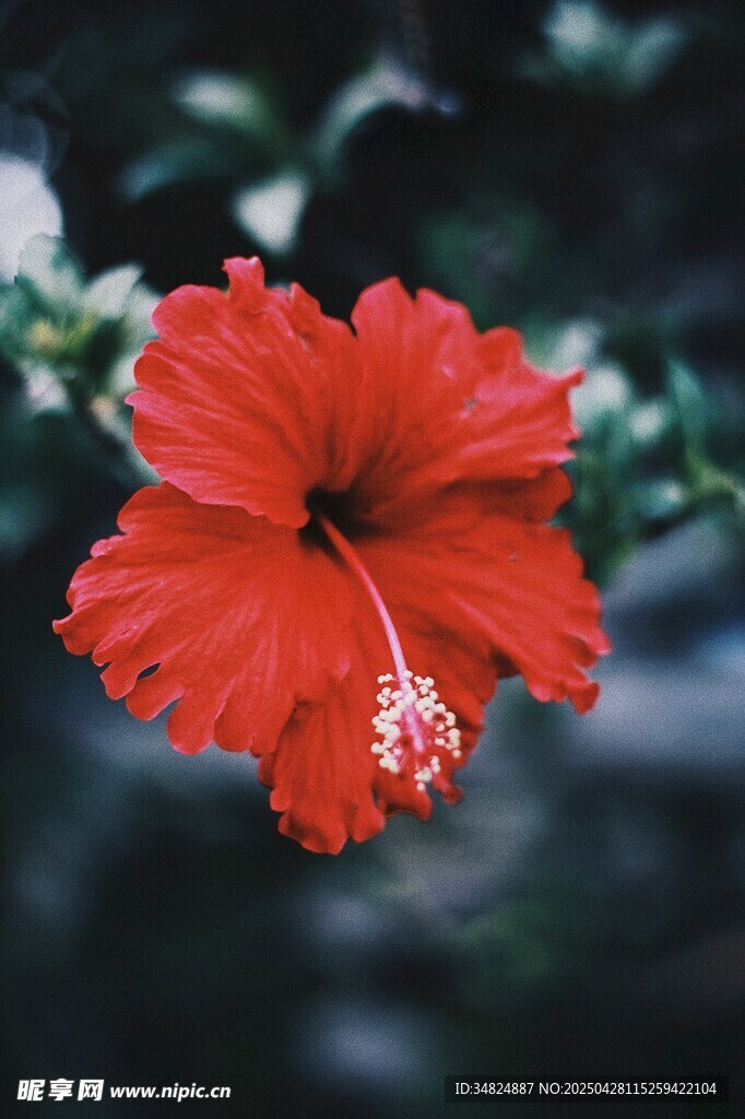 娇艳红扶桑花特写