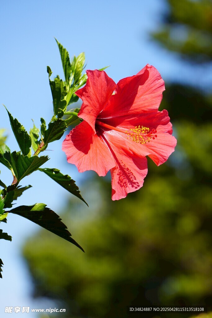 娇艳朱槿花绽放