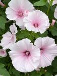 粉色牵牛花绽放