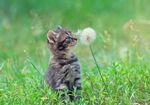 小猫嗅闻蒲公英