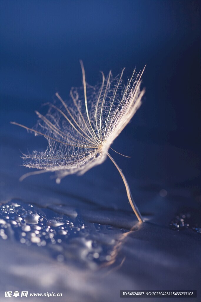 水滴上的孤独蒲公英