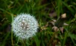 白色蒲公英绽放在草丛中