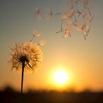 夕阳下的蒲公英种子飞舞