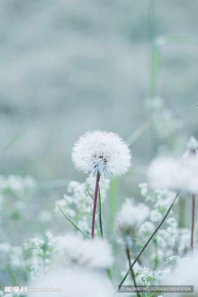 梦幻蒲公英绽放清新画面