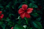 娇艳朱槿花