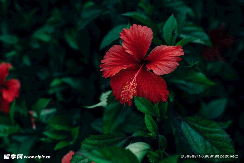 娇艳朱槿花