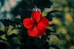 木槿花