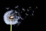 蒲公英种子在黑夜中飘散