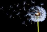 蒲公英种子飘散瞬间